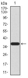 1 - PRDM5 Antibody AO2166a