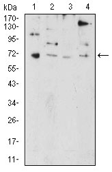 1 - PRDM5 Antibody AO2166a