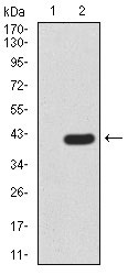 1 - PRDM5 Antibody AO2167a