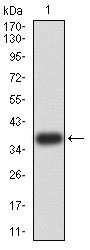 1 - PRDM4 Antibody AO2192a