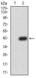 1 - PRDM4 Antibody AO2193a