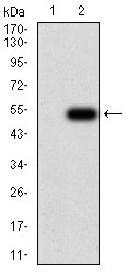 1 - TBCC Antibody AO2219a