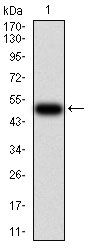 1 - PRDM14 Antibody AO2229a