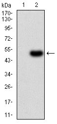 1 - RNLS Antibody AO2235a
