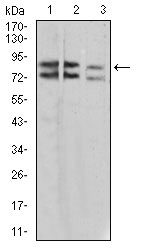 1 - IL1RAPL1 Antibody AO2236a