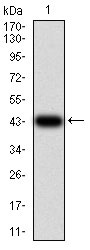 1 - IL1RAPL1 Antibody AO2237a