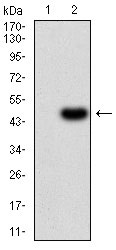 1 - IL1RAPL1 Antibody AO2237a