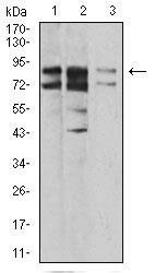 1 - IL1RAPL1 Antibody AO2237a