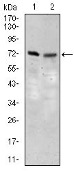 1 - SLC27A5 Antibody AO2263a