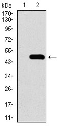 1 - TRAFD1 Antibody AO2272a