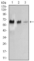 1 - TRAFD1 Antibody AO2272a