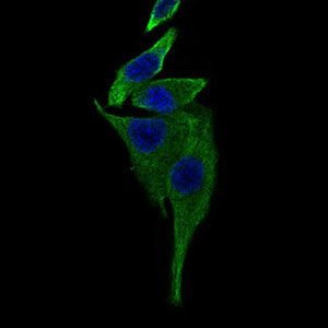 3 - TRAFD1 Antibody AO2273a