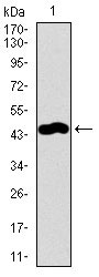 1 - TRAFD1 Antibody AO2273a