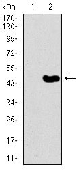 1 - TRAFD1 Antibody AO2273a