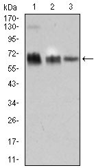 1 - TRAFD1 Antibody AO2273a