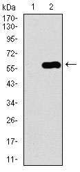 1 - C17ORF53 Antibody AO2274a