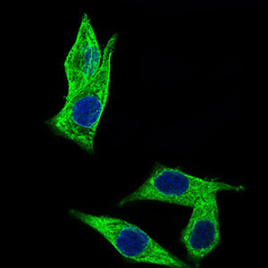3 - C17ORF53 Antibody AO2275a