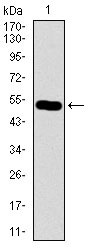 1 - C17ORF53 Antibody AO2275a