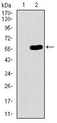 1 - C17ORF53 Antibody AO2275a