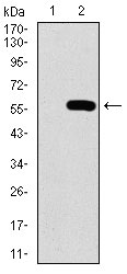 1 - C17ORF53 Antibody AO2276a