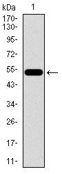 1 - C17ORF53 Antibody AO2279a
