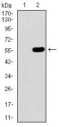 1 - C17ORF53 Antibody AO2279a