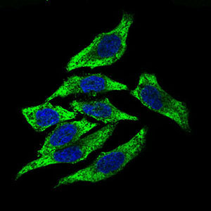 3 - DCTN4 Antibody AO2291a