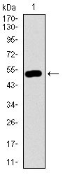 1 - DCTN4 Antibody AO2291a