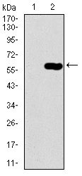 1 - DCTN4 Antibody AO2291a