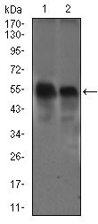 1 - DCTN4 Antibody AO2291a