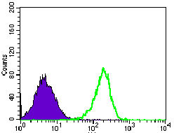 4 - MRPL42 Antibody AO2302a