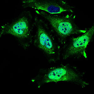3 - MRPL42 Antibody AO2302a