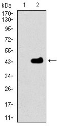 1 - MRPL42 Antibody AO2302a