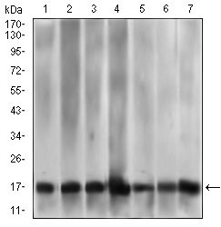 1 - MRPL42 Antibody AO2302a