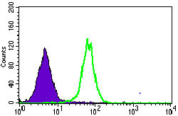 4 - MRPL42 Antibody AO2303a