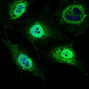 3 - MRPL42 Antibody AO2303a