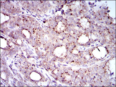 2 - MRPL42 Antibody AO2303a