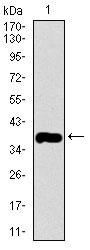1 - MRPL42 Antibody AO2303a