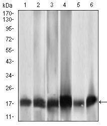 1 - MRPL42 Antibody AO2303a