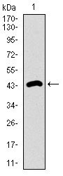 1 - DNAL4 Antibody AO2307a