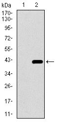 1 - DNAL4 Antibody AO2307a