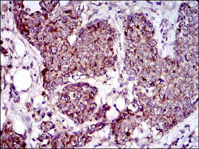 2 - MRPL42 Antibody AO2315a