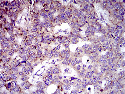 2 - MRPL42 Antibody AO2315a