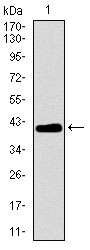 1 - MRPL42 Antibody AO2315a
