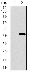 1 - MRPL42 Antibody AO2315a
