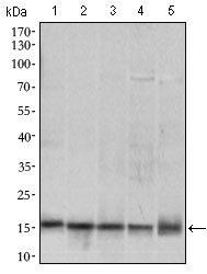 1 - MRPL42 Antibody AO2315a