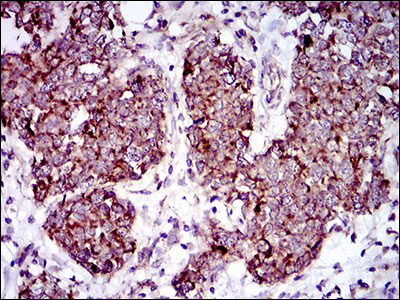 2 - MRPL42 Antibody AO2316a
