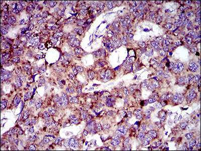 2 - MRPL42 Antibody AO2316a
