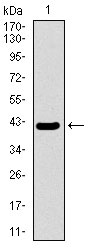 1 - MRPL42 Antibody AO2316a