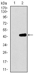 1 - MRPL42 Antibody AO2316a
